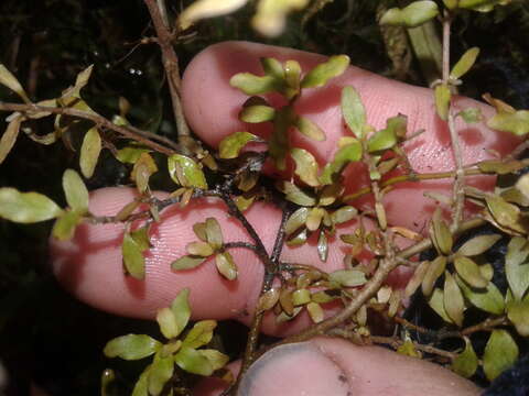 Image of Coprosma colensoi Hook. fil.