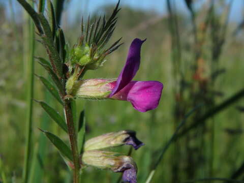 Imagem de Vicia sativa subsp. nigra (L.) Ehrh.