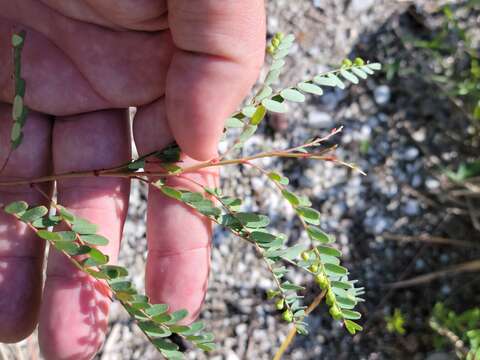 Phyllanthus abnormis Baill.的圖片