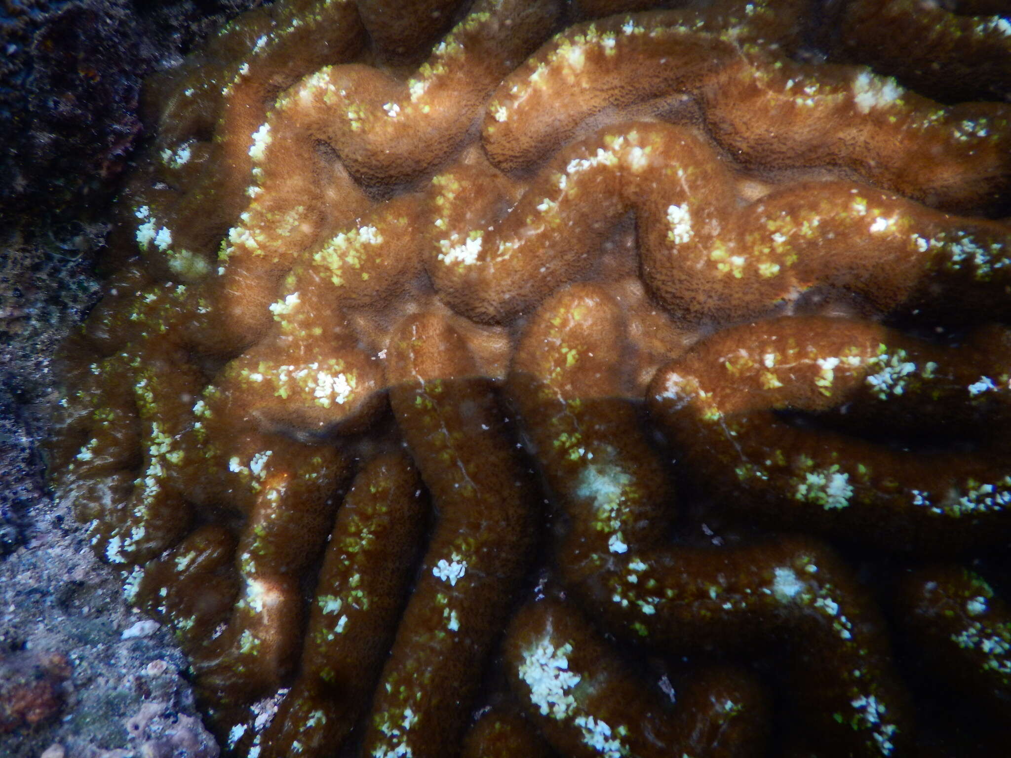 Lobophyllia radians (Milne Edwards & Haime 1849)的圖片