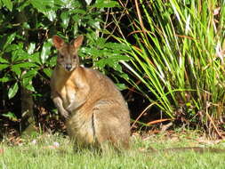 Image of Red-necked Pademelon