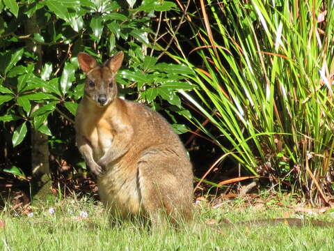 Image de Pademelon à cou rouge