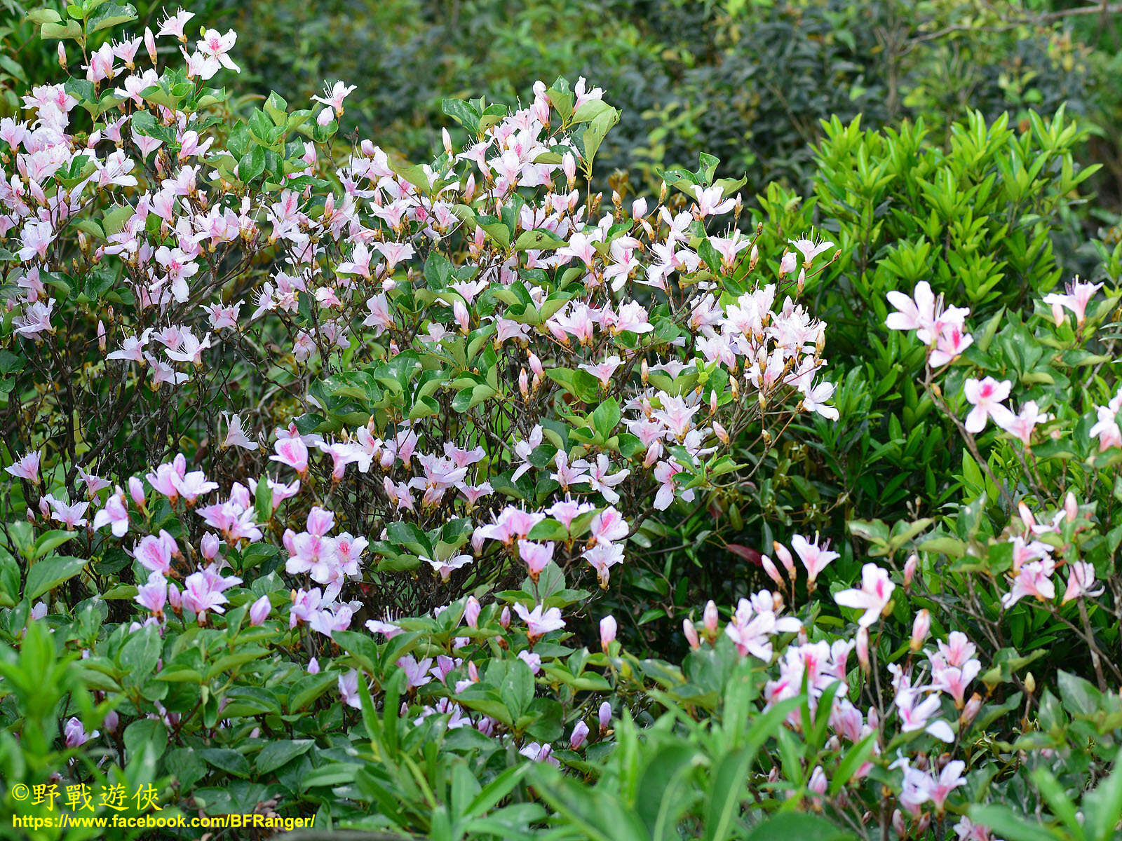 Image of Rhododendron mariesii Hemsl. & E. H. Wilson
