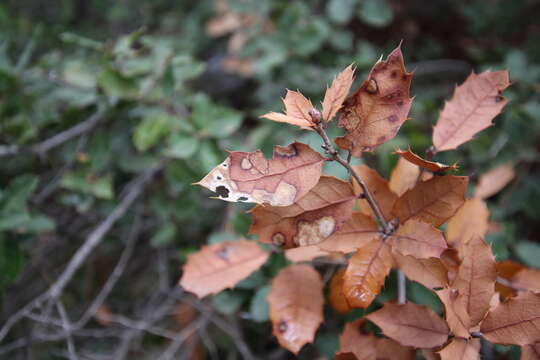 Plancia ëd Xylella fastidiosa