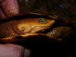 Image of Common Toadheaded Turtle