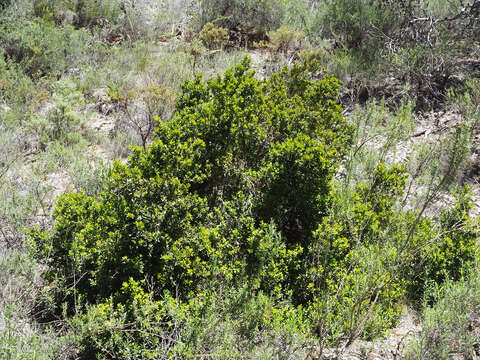 Image of Balearic boxwood