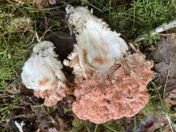 Image of Cauliflower coral