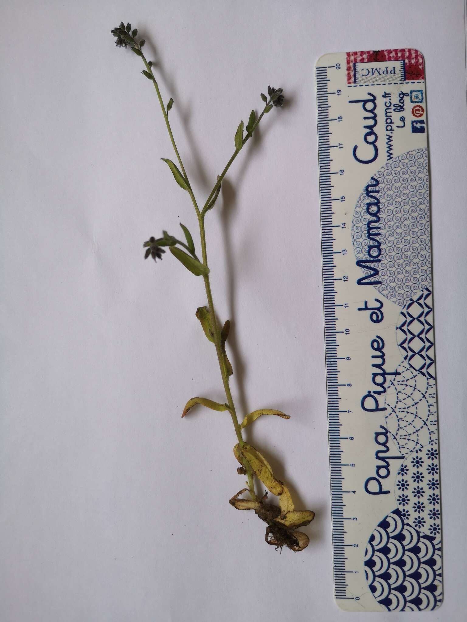 Image of Myosotis discolor subsp. dubia (Arrondeau) Blaise
