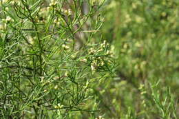 Слика од Baccharis angustifolia Michx.