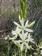 Imagem de Camassia leichtlinii subsp. leichtlinii