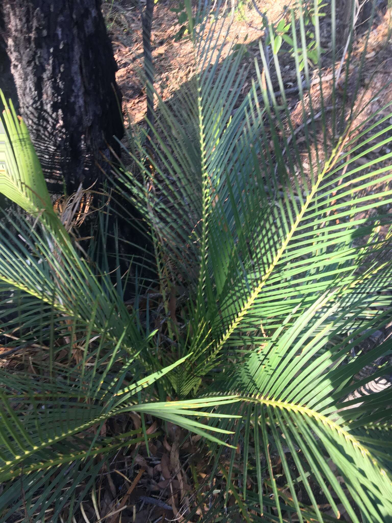 Image of Macrozamia serpentina D. L. Jones & P. I. Forst.