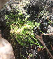 Image of Goebelobryum unguiculatum (Hook. fil. & Taylor) Grolle