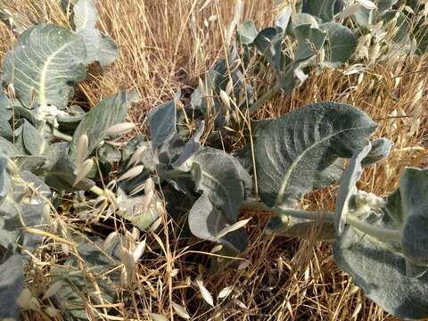 Image of California milkweed