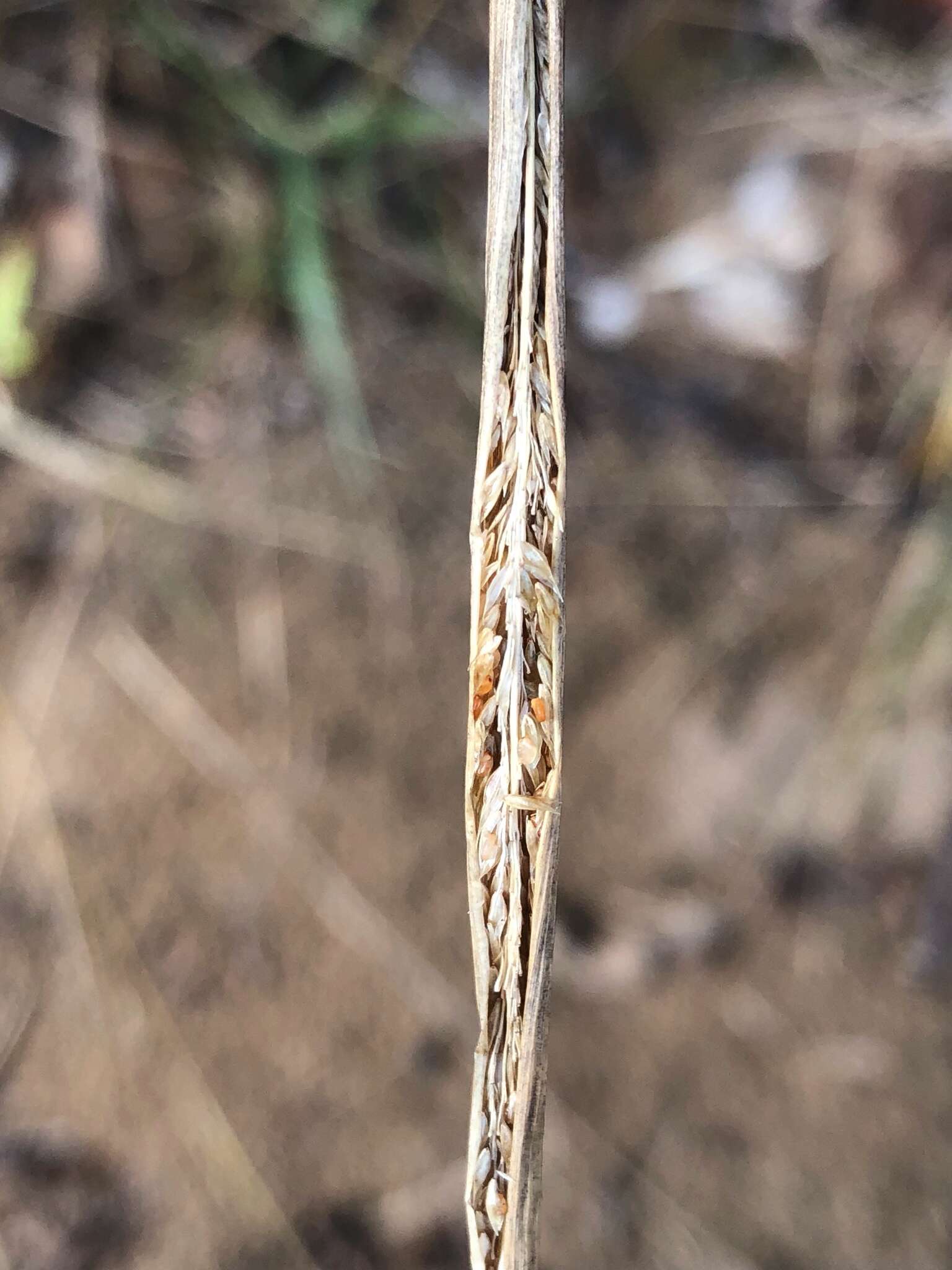 Image of sand dropseed