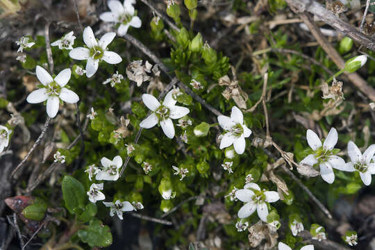 Image of low sandwort