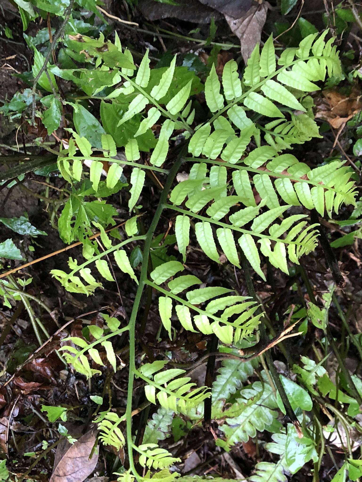 Image of Angiopteris lygodiifolia Rosenst.