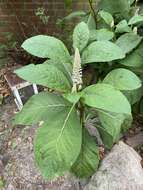 Image of Phytolacca acinosa Roxb.