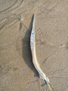 Image of Banded needlefish