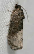 Image of Locust Twig Borer Moth