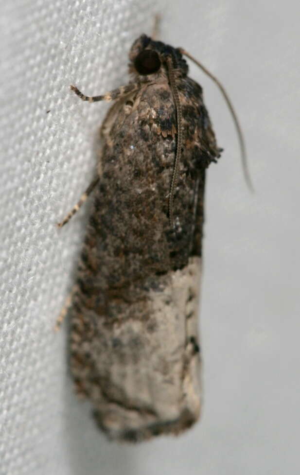 Image of Locust Twig Borer Moth