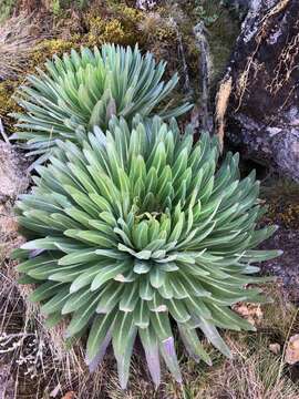 Image of Lobelia deckenii (Asch.) Hemsl.