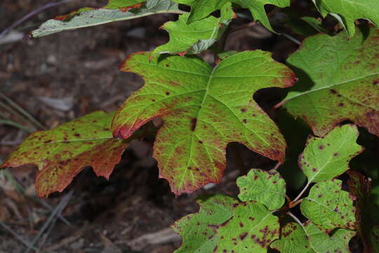 Image of Cercospora hydrangeae Ellis & Everh. 1892