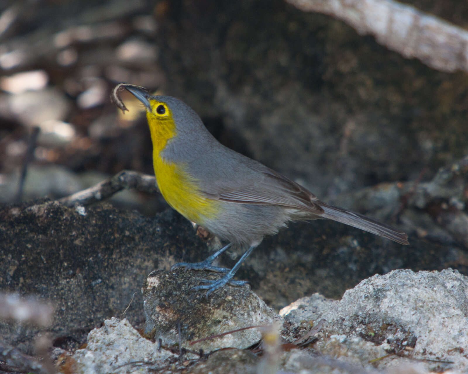 Image of Teretistridae