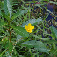 Ludwigia grandiflora var. hexapetala (Hook. & Arn.) D. B. Ward resmi