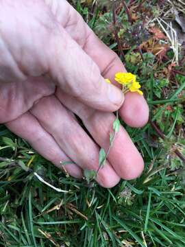 Image of Lescur's bladderpod