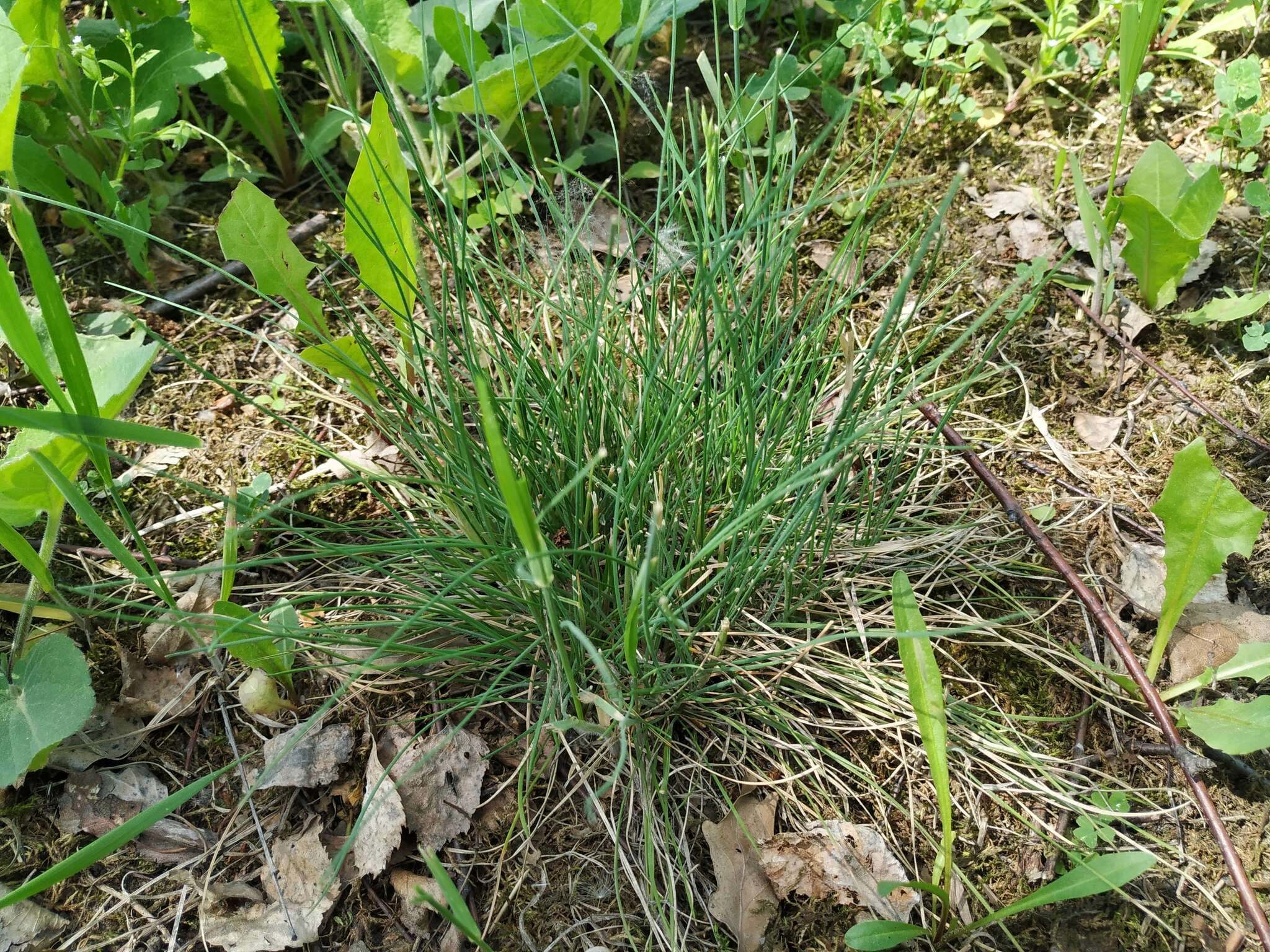 Image of hard fescue