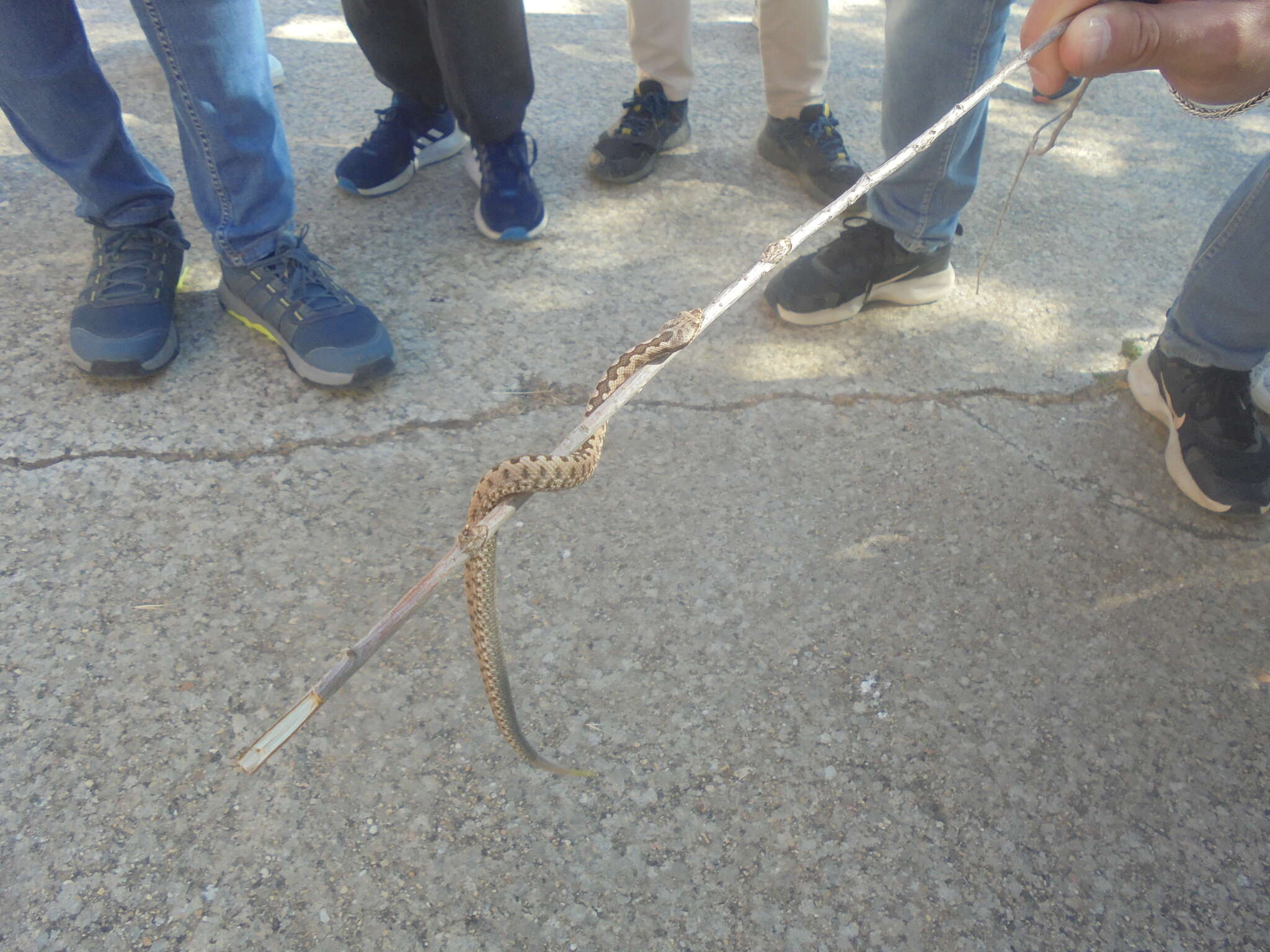 Image of Vipera latastei latastei Bosca 1878