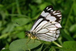 Image of Pine White