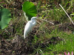 Image of Intermediate Egret