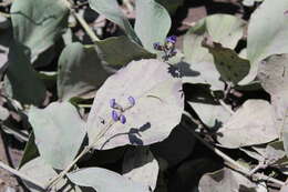 Image of Neorautanenia mitis (A. Rich.) Verdc.