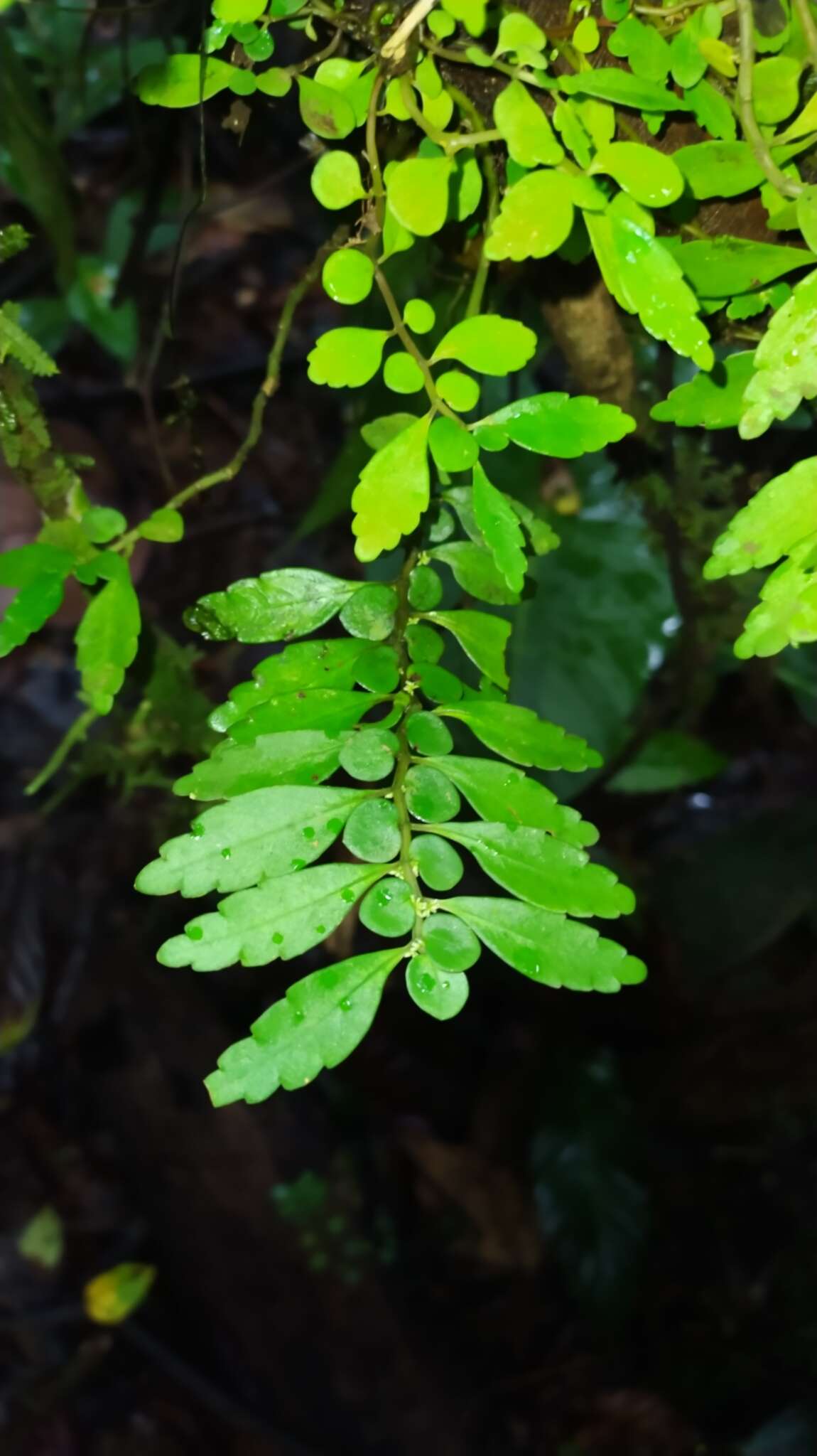 Image of Pilea imparifolia Wedd.