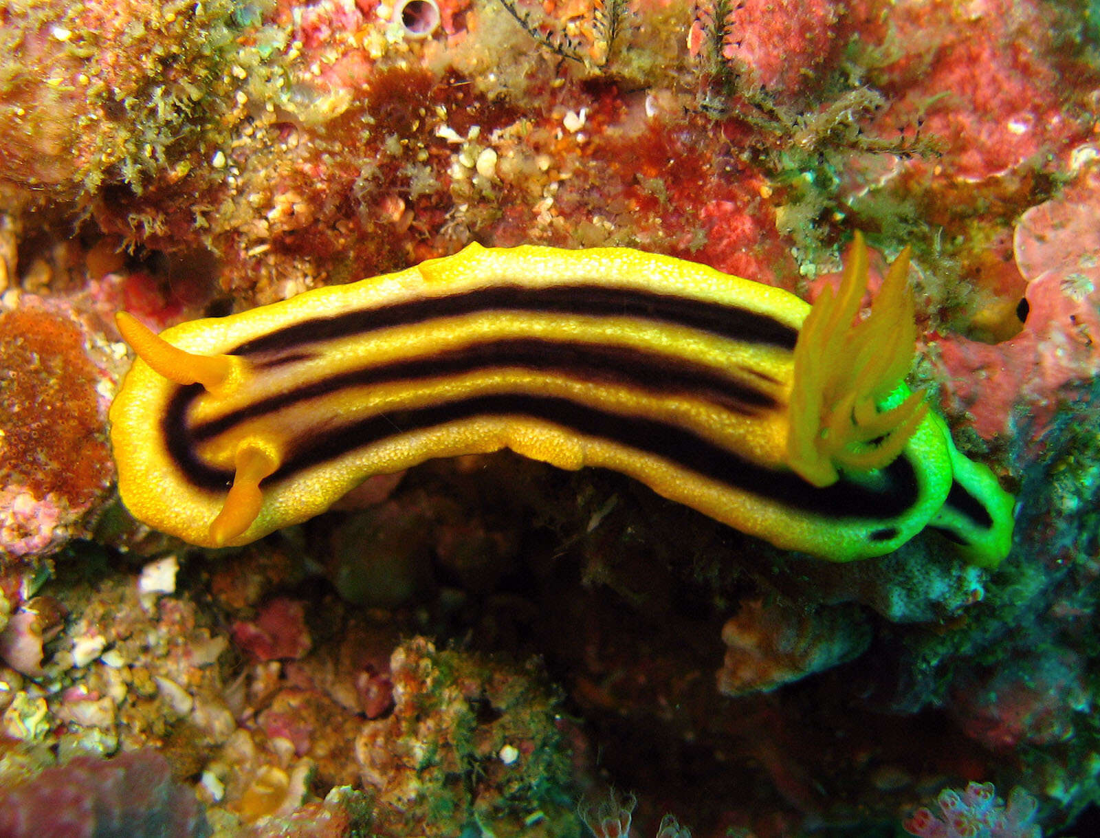 Image of Chromodoris joshi Gosliner & Behrens 1998