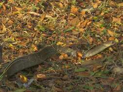 Image of Asiatische Rattenschlange