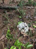 Image de Allium cuthbertii Small