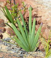 Image of Freesia occidentalis L. Bolus