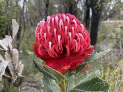 Image of Telopea aspera M. D. Crisp & P. H. Weston