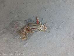 Image of Pine Tree Spur-throat Grasshopper