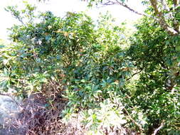 Image of fetterbush