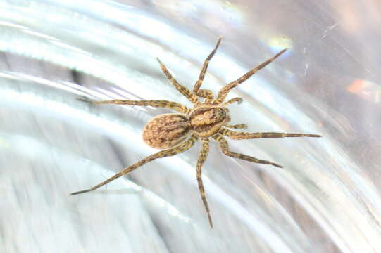 Image of Wolf spider