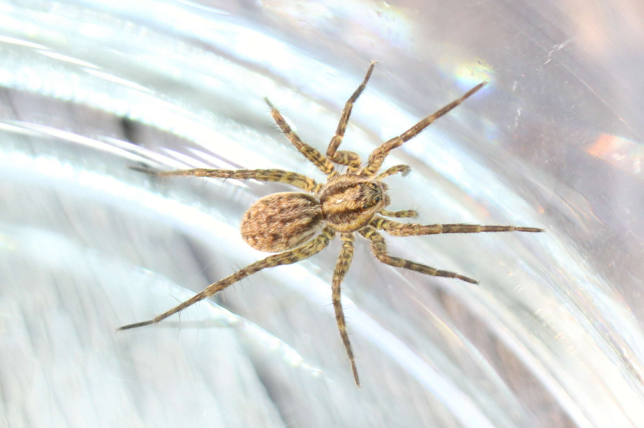 Image of Wolf spider