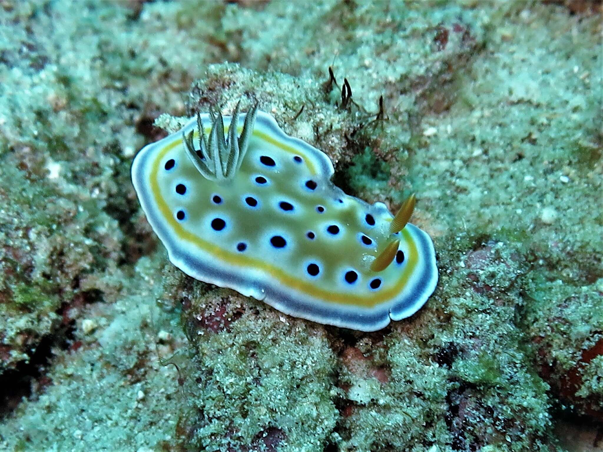 Image of Goniobranchus geminus (Rudman 1987)