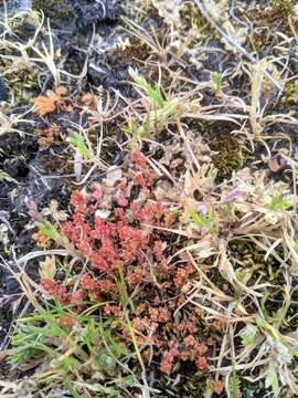 Crassula tillaea Lester-Garland resmi