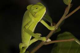 Image of Asian Chameleon