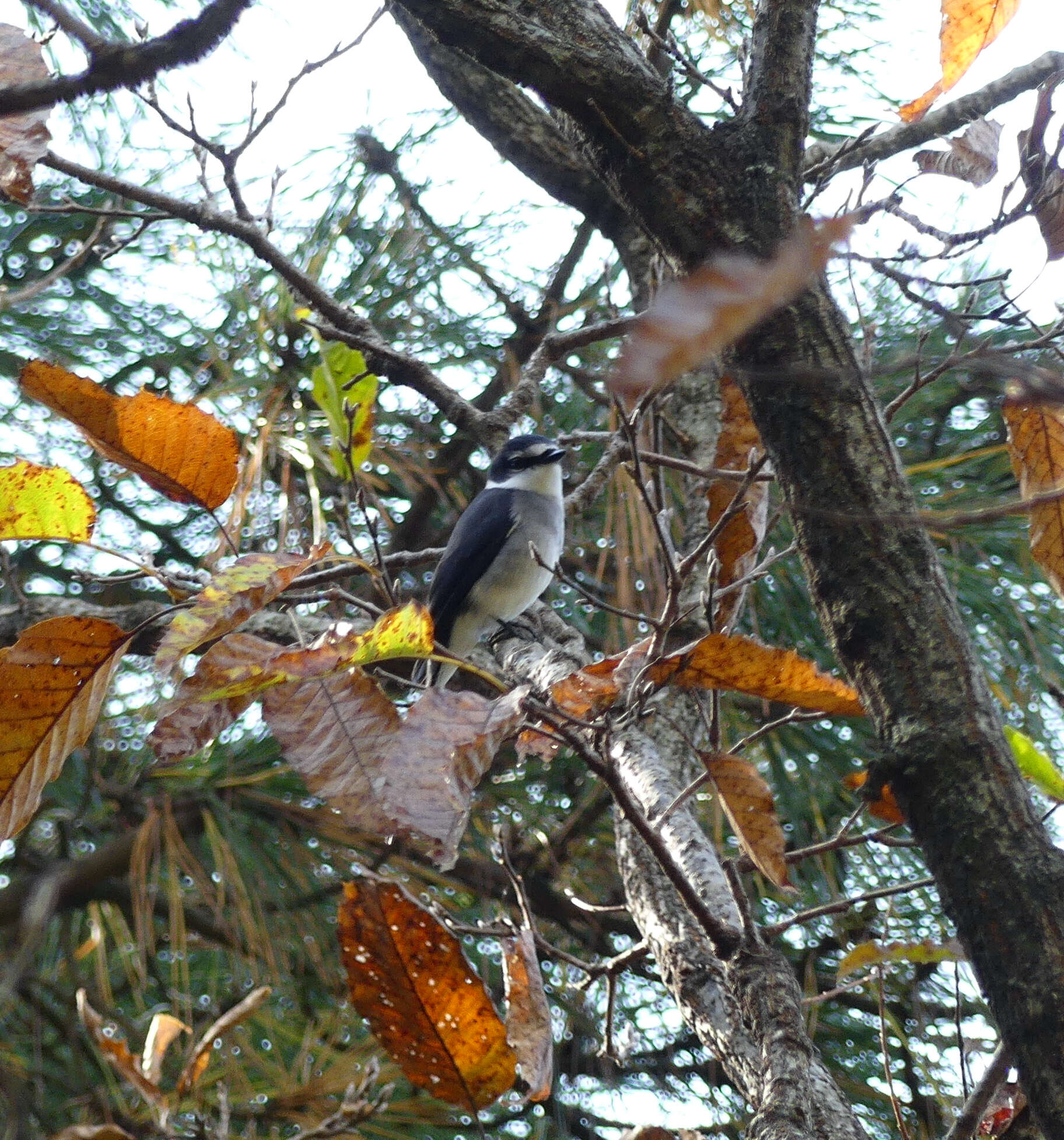 Image of Ryukyu Minivet