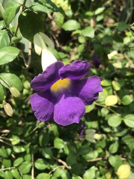 Image de Thunbergia erecta (Benth.) T. Anders.