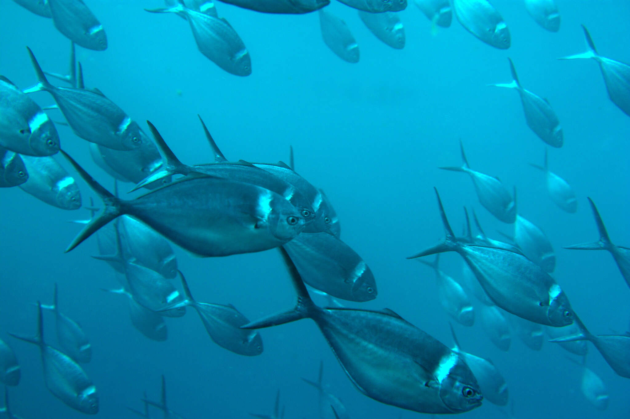 Image of Shortfin pompano